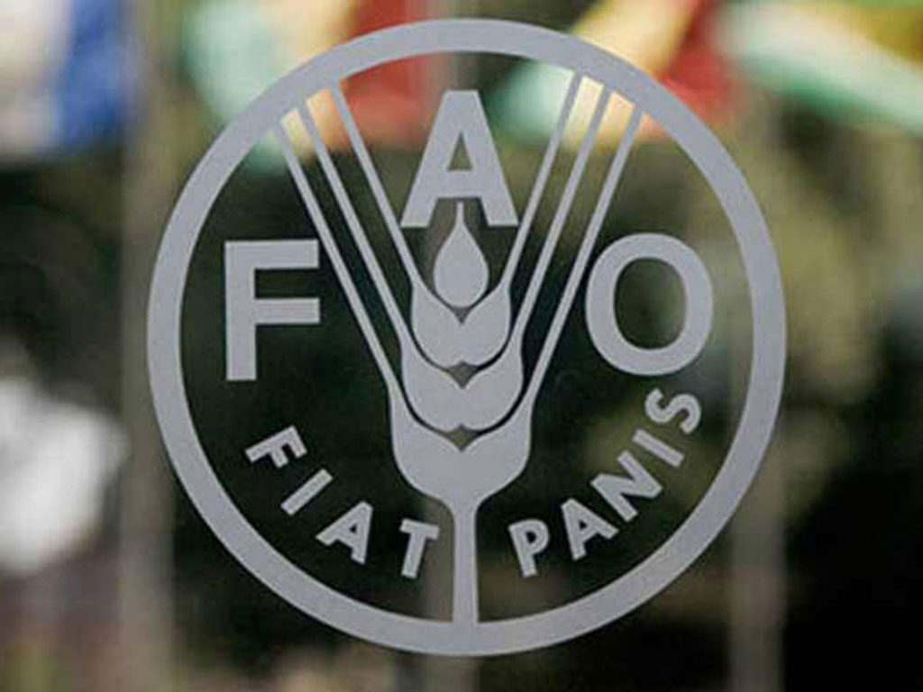 FAO 1