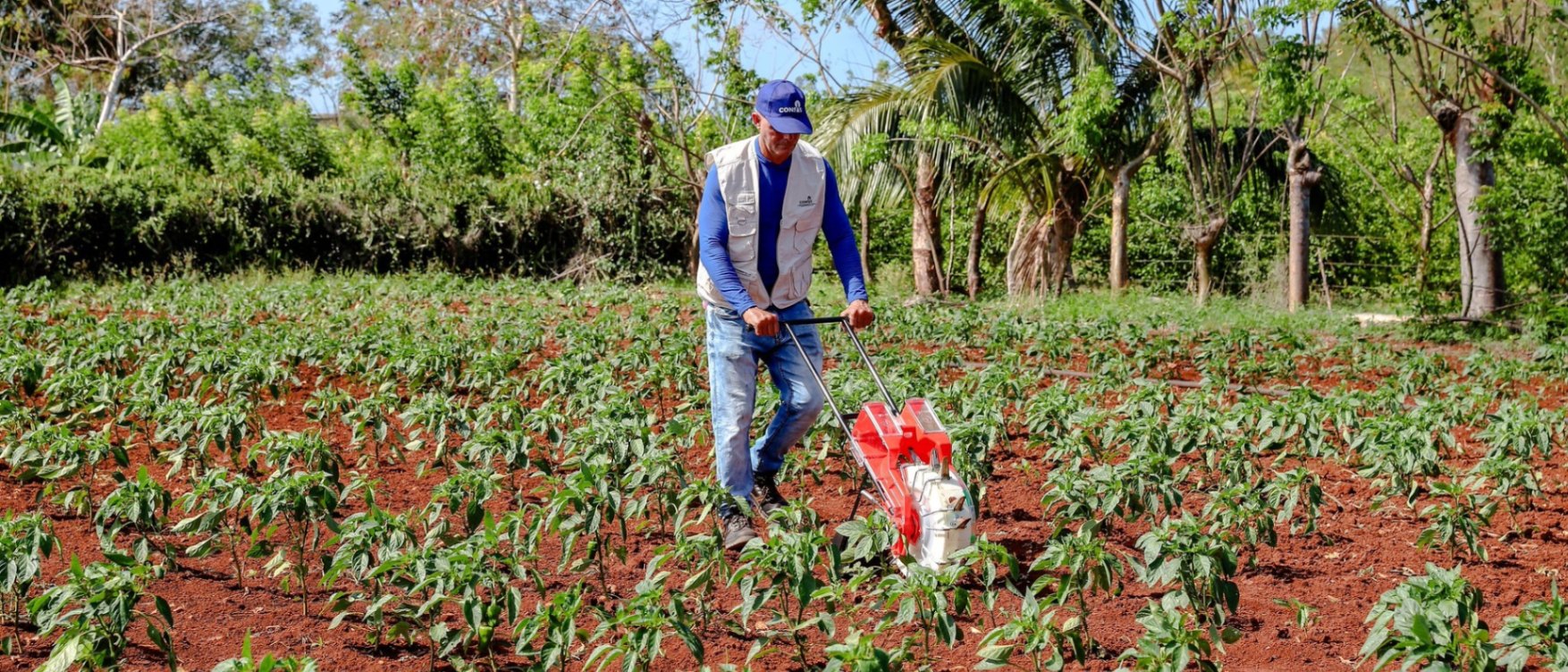 Proyecto MINAG-FAO-UE promueve la introducción de nuevas variedades de hortalizas en el sector agrícola 1 2